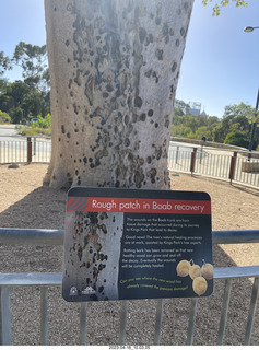45 a1s. Astro Trails - Perth tour - Australian Botanical Garden - baobab tree