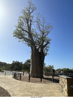 47 a1s. Astro Trails - Perth tour - Australian Botanical Garden - baobab tree