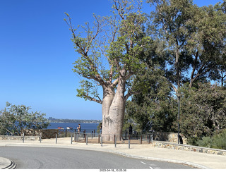 87 a1s. Astro Trails - Perth tour - Australian Botanical Garden - aerial walkway - baobab tree