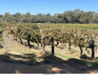 56 a1s. Astro Trails - wine-tasting tour - vineyard store - trees