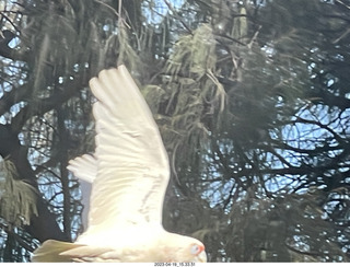 104 a1s. Astro Trails - wine-tasting tour - cockatoo bird in flight