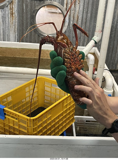 98 a1s. Astro Trails - Australia - lobsters tour