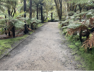 271 a1s. New Zealand - Hell's Gate - mud and thermal walk
