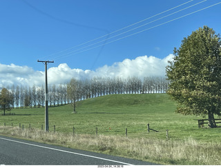 184 a1s. New Zealand - driving - tree wind barrier