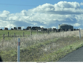 185 a1s. New Zealand - driving - cows