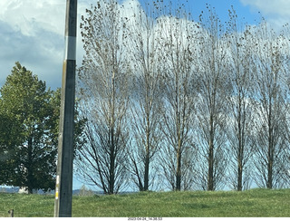 186 a1s. New Zealand - driving - trees as wind barrier
