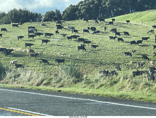 189 a1s. New Zealand - driving - cows