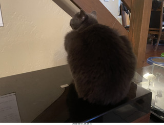 my cat Jane on my Linn turntable