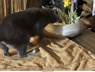 my cat Jane and my new-plants cactus planter