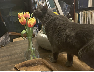my cat Jane on my Linn turntable