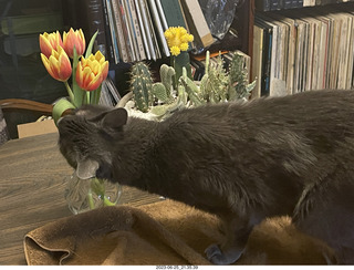 my cat Jane and my new flowers