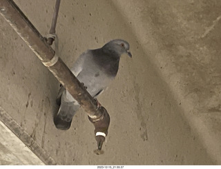 cats Potato and Pickle