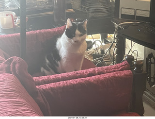 my new cat Scruffles