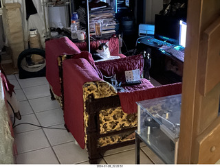 my new cat Scruffles and my cat Devin