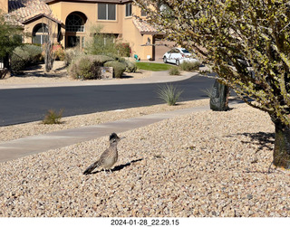 Facebook - roadrunner picture