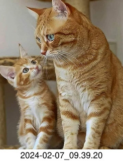 Facebook - orange tabby cat and kitten