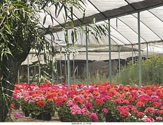 Mexico City - Xochimilco Boat Trip - flower