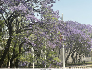 Mexico City - Coyoacan - jacaranda trees
