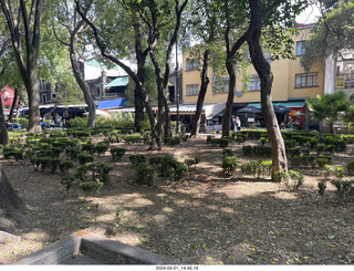 Mexico City - Coyoacan - jacaranda trees
