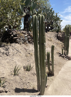 Teotihuacan cactus