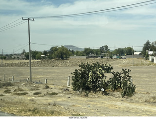 Teotihuacan cactus