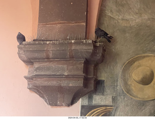 141 a24. San Miguel de Allende - spikes not keeping pigeons away