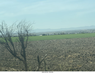 Guanajuato - plants