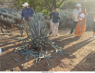 212 a24. harvesting stop - harvesting agave plant