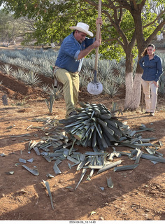 harvesting stop - harvesting agave plant