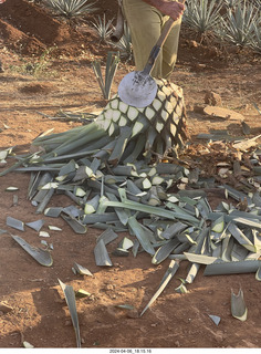 216 a24. harvesting stop - harvesting agave plant