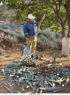 harvesting stop - harvesting agave plant