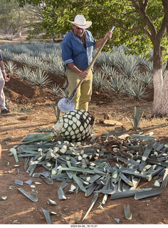 harvesting stop - harvesting agave plant
