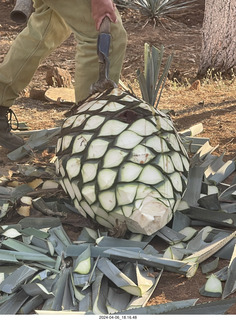 221 a24. harvesting stop - harvesting agave plant