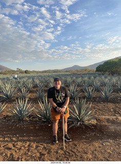 harvesting stop - harvesting agave plant