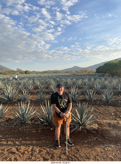 harvesting stop - harvesting agave plant