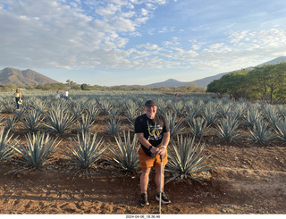 harvesting stop - harvesting agave plant