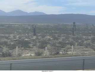 long drive to Torreon - weird plants