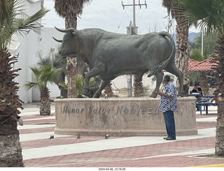 Torreon eclipse day - campus bull