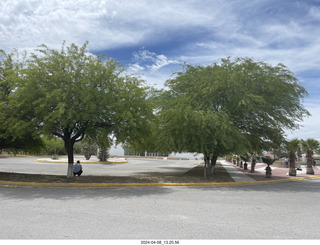 Torreon eclipse day - campus trees