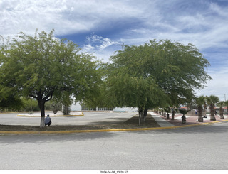 95 a24. Torreon eclipse day - campus trees