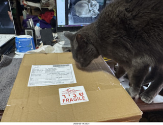 my cat Devin and incoming eBay record
