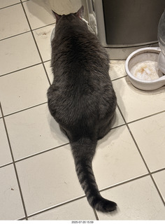 cat Potato
