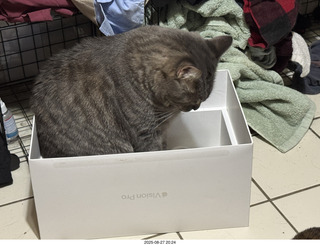 cat Potato