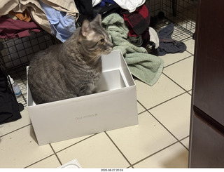 Potato in a box