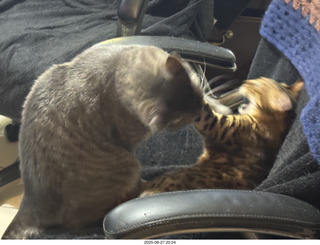 cats Potato and Pickle