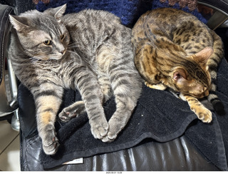 guest cats Potato and Pickle