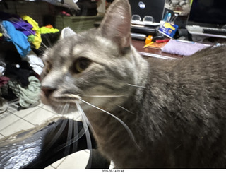 cat Potato