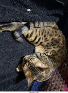 cat Pickle