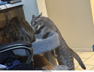 cats Potato and Pickle