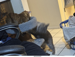 cats Potato and Pickle